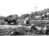 Threshing scene at Heliopolis. This threshing floor is on the site of an ancient temple.(A photograph by R E M Bain in about 1890)